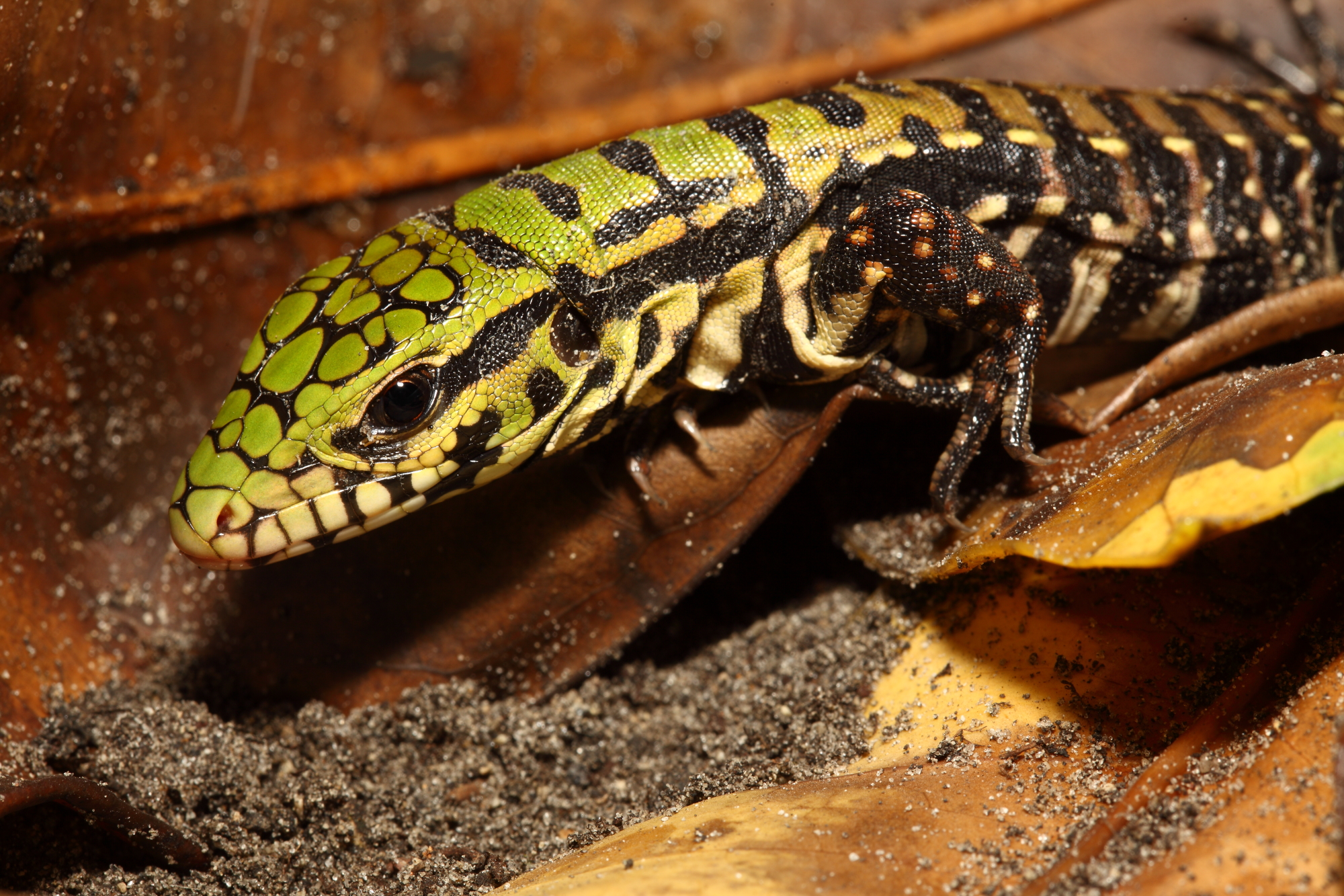 Black and white tegu hatchling (File Photo by Dustin Smith)