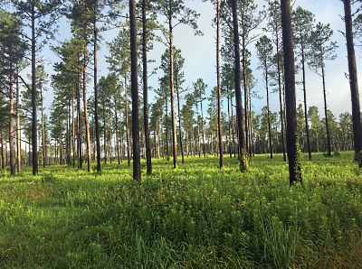 Little Hobcaw Plantation
