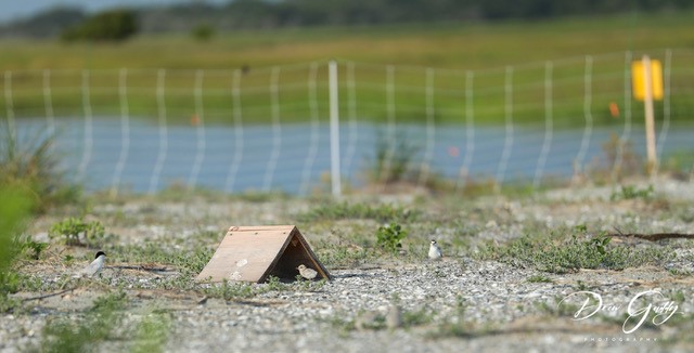Chick Tent at Huntington Beach State Park Least Tern colony. Photo by Drew Getty.