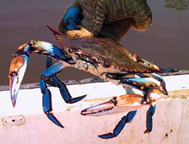 Bluecrab