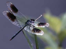 Dragonfly perched on some tall grass