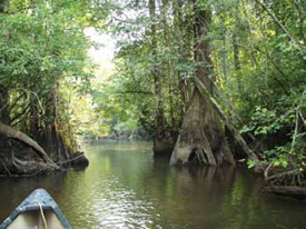 Canoeing on the river