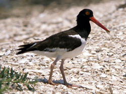 Adult Oystercatcher. Photo Credit: Phil Wilkinson