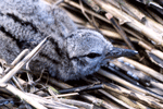 Cryptic young chick resting on wrack