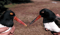 Comparison of adult and juvenile coloration. Adult on left has a bright orange bill and yellow eye.