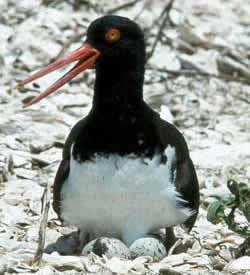 Adult incubating eggs on shell rake. Photo Credit: Phil Wilkinson 