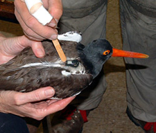 SCDNR biologist gluing radio transmitter on back of adult. Photo Credits: Felicia Sanders