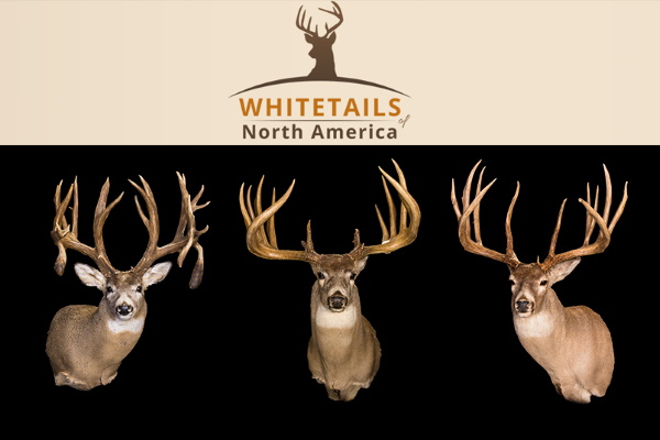 Whitetails of North America