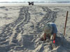 SC volunteer locates loggerhead nest - Photo courtesy of Betsy Brabson