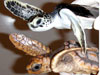 Loggerhead and green juvenile comparison - Photo courtesy of Barbara Bergwerf