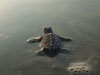 Loggerhead hatchling returning to ocean - Photo courtesy of Betsy Brabson