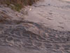 Loggerhead nest on Folly Beach, SC - Photo courtesy of follyturtles.com, Paul Christopher