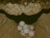 Loggerhead laying nest - Photo courtesy of SCDNR, Tom Murphy