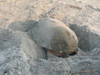 Loggerhead nesting on Hunting Island State Park - Photo courtesy of seaturtle.org, Sy Commanday