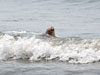 Released loggerhead surfacing for breath - Photo courtesy of Barbara Bergwerf 
