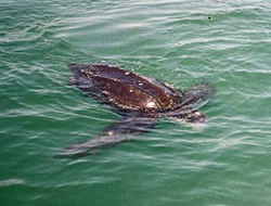 Leatherback sea turtle