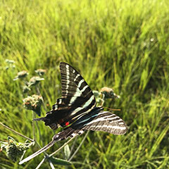 Photograph of a Zebra Swallowtail Butterfly - Protographium marcellus