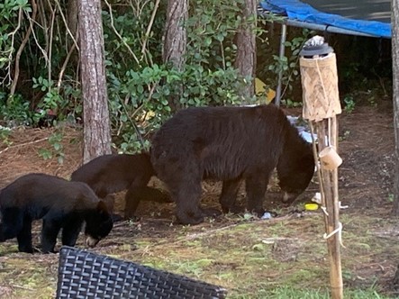 Black Bear family scavenging a campsite