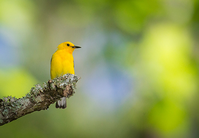 Chipe cerca al Lago Marion (Foto cortesía del Concurso de Fotografía del Magazín de la Vida Silvestre de Carolina del Sur) Chipe cerca al Lago Marion (Foto cortesía del Concurso de Fotografía del Magazín de la Vida Silvestre de Carolina del Sur)