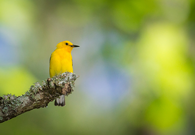 Chipe cerca al Lago Marion (Foto cortesía del Concurso de Fotografía del Magazín de la Vida Silvestre de Carolina del Sur)