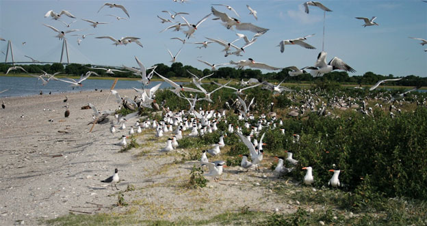 Varias especies de aves costeras anidando en el Santuario Crab Bank Seabird [Foto SCDNR] 