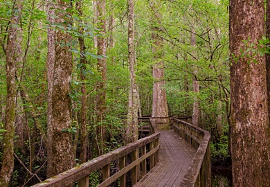 Malecón del 'Edisto trail' en Jacksonboro, Carolina del Sur. Foto por David Lucas.