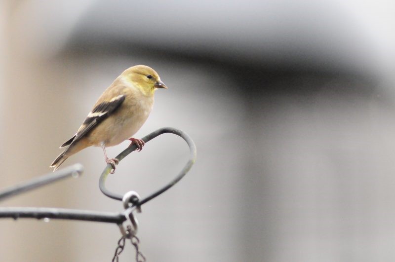 Alimentador para aves de jardín, foto por Stewart Grinton