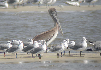 Pelican
