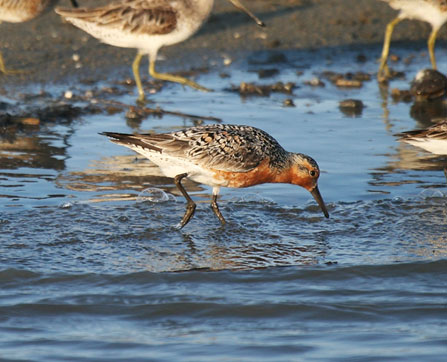 Un Canuto Playero en migración en busca de comida en una playa de Carolina del Sur. [Foto por Felicia Sanders SCDNR] 