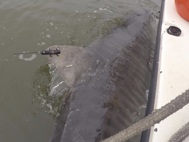 Tiburón tigre hembra etiquetado por el personal del SCDNR en el 2015.