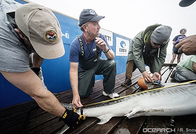 El biólogo del SCDNR Bryan Frazier ayuda en el proceso de marcado en la expedición OCEARCH's 2016en Jacksonville, Florida.