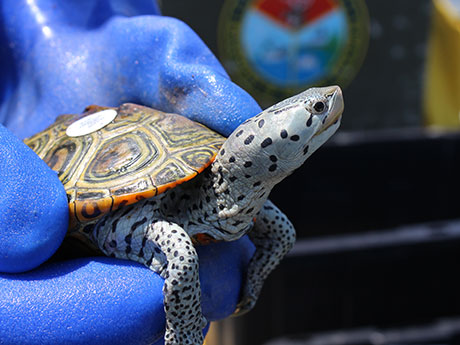Diamondback Terrapin Diamondback Terrapin
