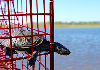 Diamondback terrapin