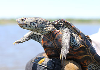 Diamondback terrapin