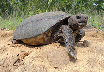 Gopher tortoise (Gopherus polyphemus)