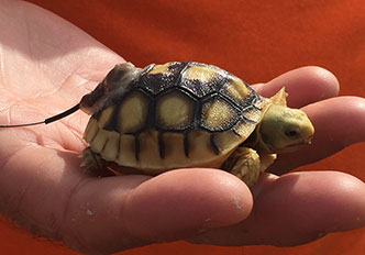 Hatchling with transmitter