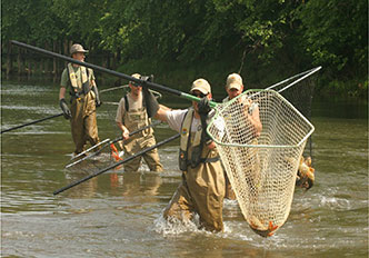 Robust Redhorse grid electro fishing