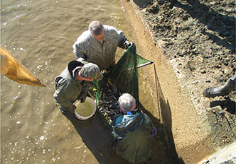 Robust Redhorse harvesting