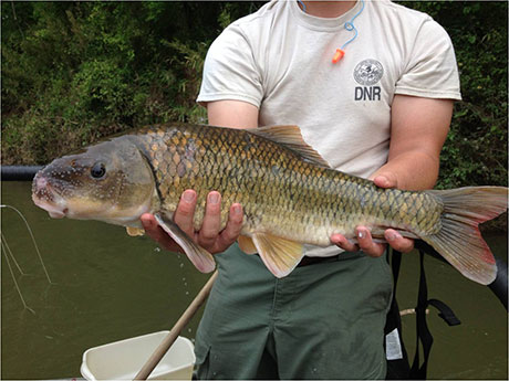 Robust Redhorse recaputred adult stocked as fingerling