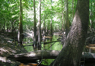 Mulyn Creek - Coastal Plain