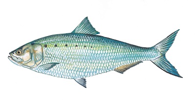 American Shad