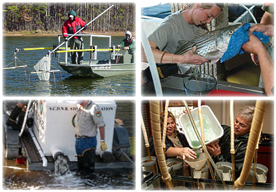 Electrofishing, Hatchery, and Release of Striped Bass