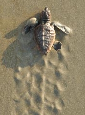 Loggerhead Hatchling