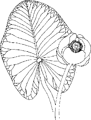 Line drawing of Spadderdock