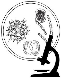 Line drawing of types of Blue-green/Micro-algae