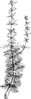 Variable-Leaf Milfoil