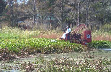 airboat stuck in hyacinth
