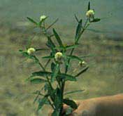 alternanthera philoxeroides - alligatorweed