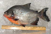 Red-bellied pacu