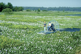 Workers spray chemicals in an effort to eradicate water   hyacinth photography by BIO-Photo Services, Inc.